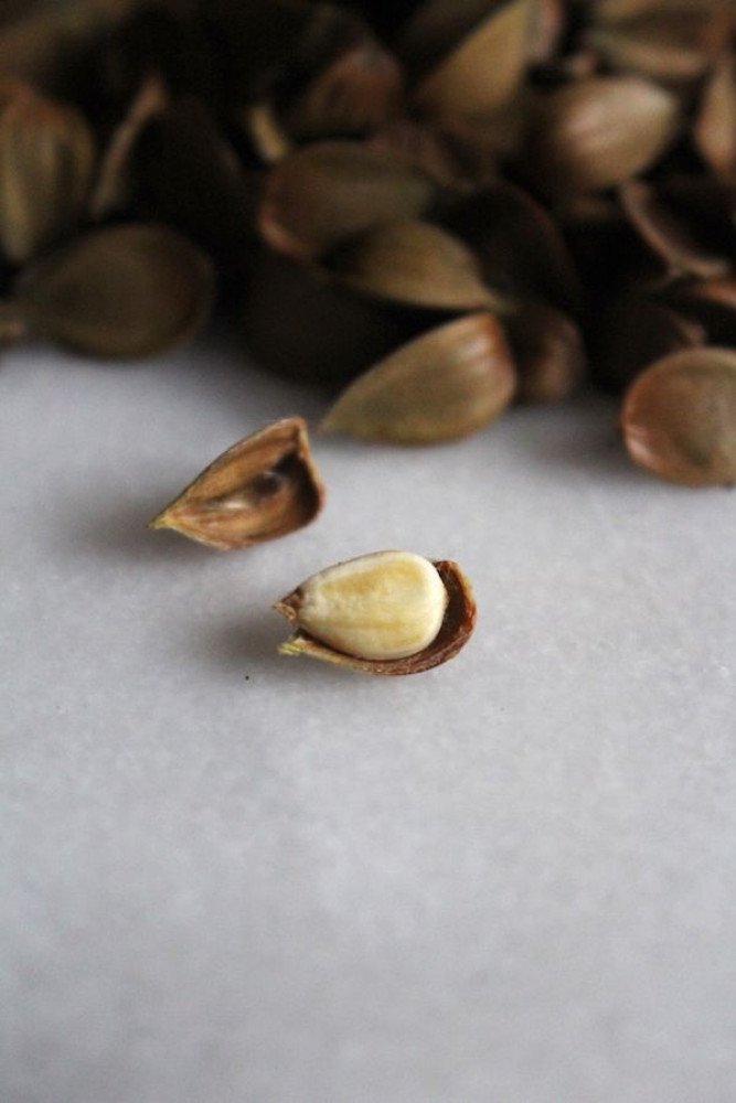 Njugu ya mfune/ Beech Nut/ European beech/ American Beech